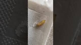 閲覧注意 ヤドリバエの幼虫がアゲハの蛹から出てきた 趣味のアゲハ館