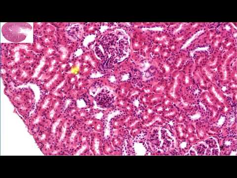 Histologia - revisão para a prova: rim, ureter, bexiga, uretra (vídeo completo)