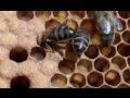 Las abejas . Lo que hay que saber sobre las abejas y la miel