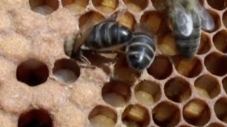Las abejas . Lo que hay que saber sobre las abejas y la miel