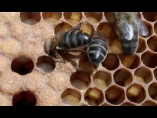 Hassy estafador Íncubo Las abejas . Lo que hay que saber sobre las abejas y la miel - YouTube