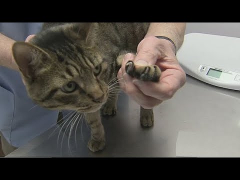 Video: New Jersey Assembly Panel Godkjenner Cat Declawing Ban