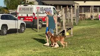 Catahoula / Ridgeback 5 Month