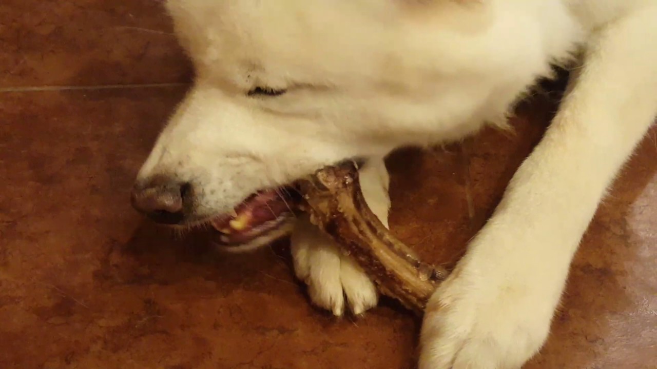 Kumo: An elegant boning - He does this with every food item be can, lies down and holds it between his paws.