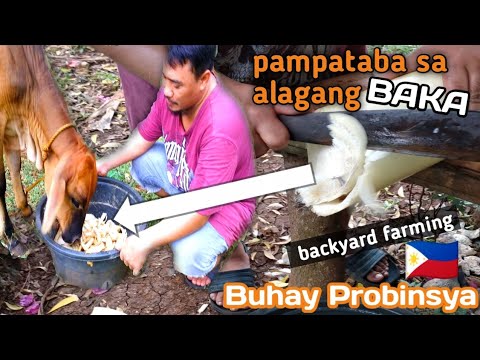 PAGKAIN NG ALAGANG BAKA | SAGING | buhay probinsya | ron revilla