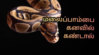 If you see a python in your dream | malai pambai kanavil kandal enna palan | python in dream | An...