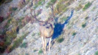 Best Buck of the Year - MonsterMuleys.com
