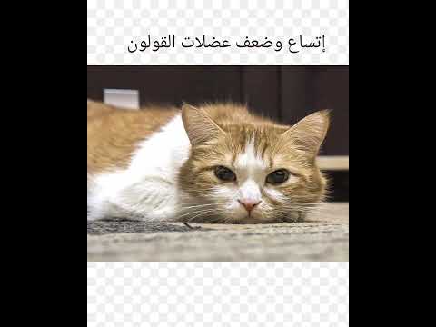 مضاعفات الإمساك فى القطط 