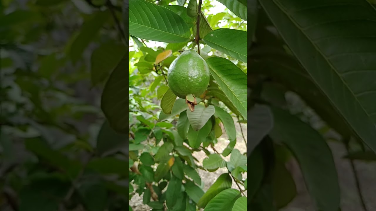 Jambu biji varietas getas merah buahnya menyerupai alpukat 