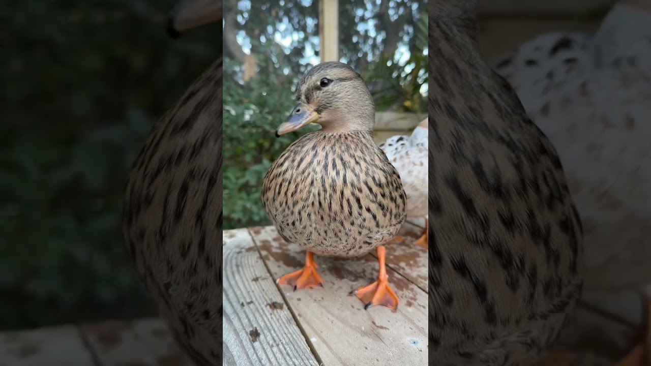 Видеообновление моей утки-звонка, часть 2 