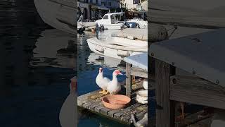 Malinska Kroatien Spaziergang Summer Feeling  - Chill and Grill Croatia Walking Tour