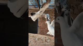 Kabooter Bazi #punjabisong #video  #breeder #pigeon #viral #shorts #status #2023  #haryana #india