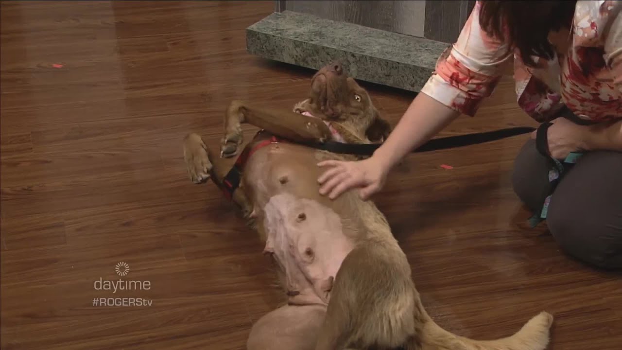 Ottawa Humane Society and the PAW Donor Program