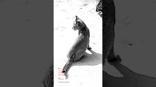 tone #category #shortdescription #generichashtags #trending #viral #engagement #socialmedia....