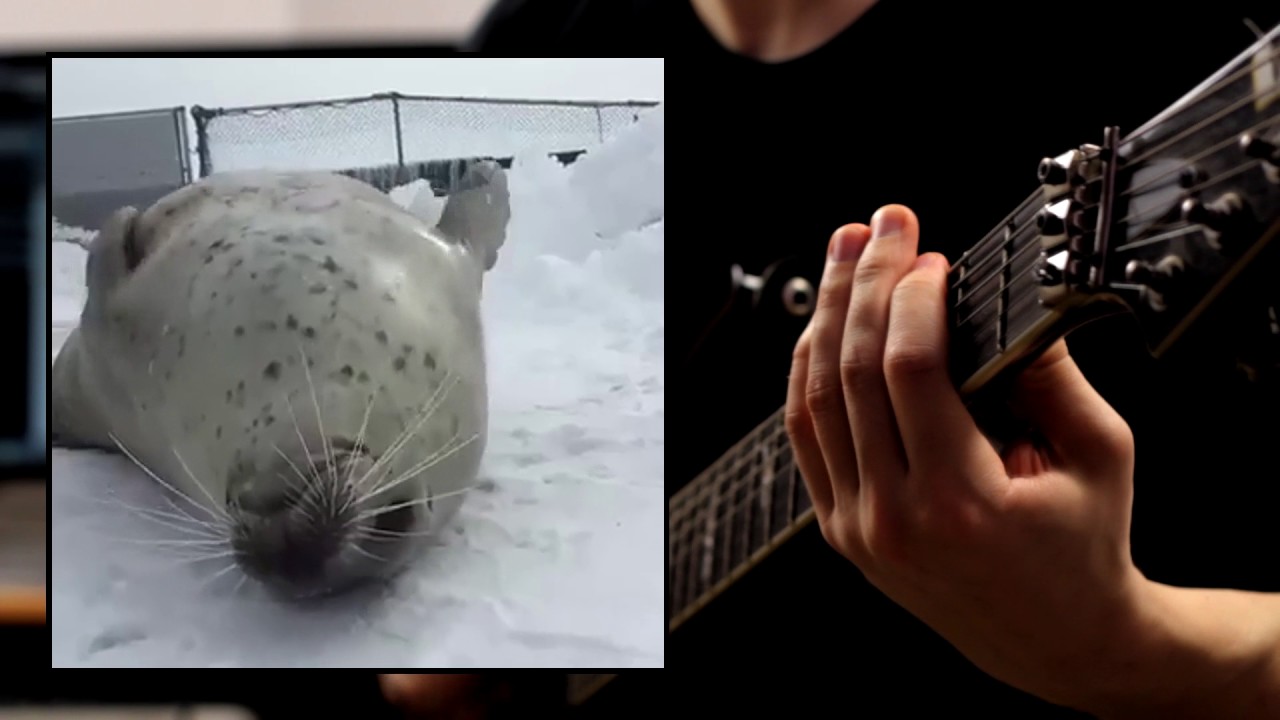 Is This Seal Slapping Heavy Metal Beats On Its Belly Good Or Bad Is This Seal Slapping Heavy Metal Beats On Its Belly Good Or Bad