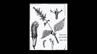 Discover Salvia divinorum: Gateway to Inner Realms! #healing  #psychedelic  #meditation