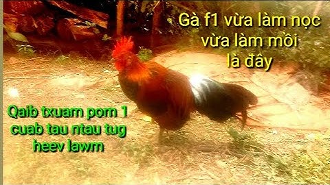 Qaib qug txuam pom 1 zoo nkauj.thiab zoo đib heev /gà f1 vừa đẹp đúc vừa mồi /0393453955