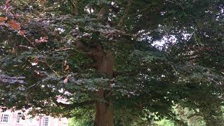 Copper Beech (Fagus sylvatica f. purpurea) - trunk & leaves - July 2018