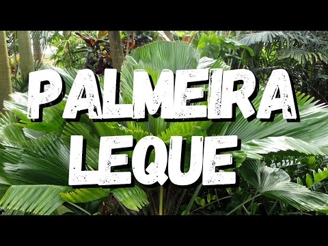 Vídeo: Qual a altura das palmeiras em leque?
