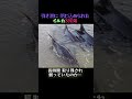 潮が引いた浅瀬に取り残された、イルカ3兄弟の奇跡…