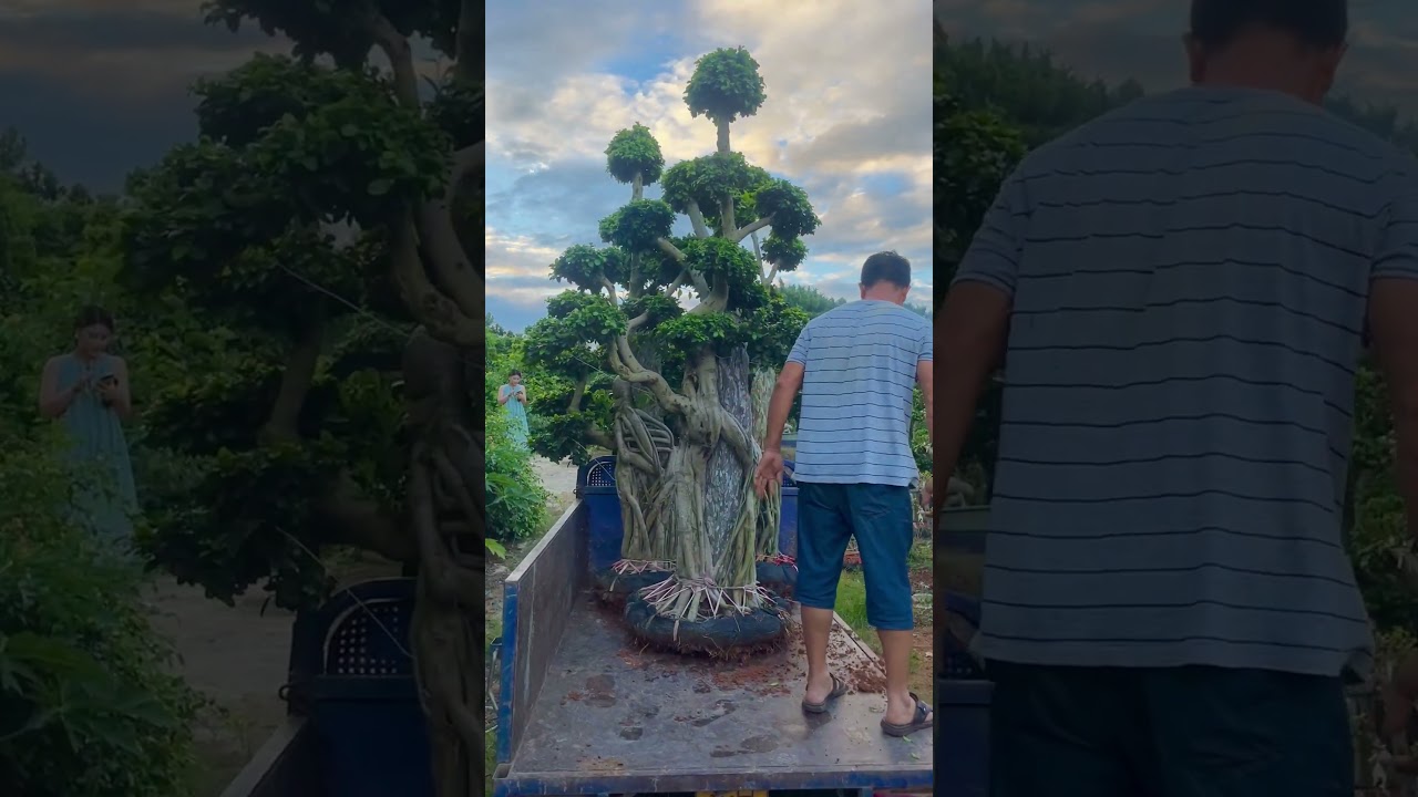 Ficus bonsai, a plant with a Chinese aesthetic.