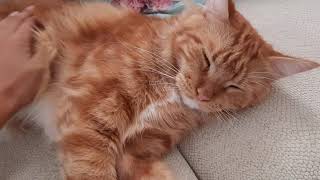 Maine Coon injury update, unfortunate jumps. #mainecooncookie #mainecoon #giant by Maine Coon Cookie 55 views 2 years ago 2 minutes, 52 seconds