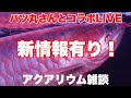 【熱帯魚雑談ライブ】新情報有り？バツ丸さんとコラボ　　アロワナAROWANA