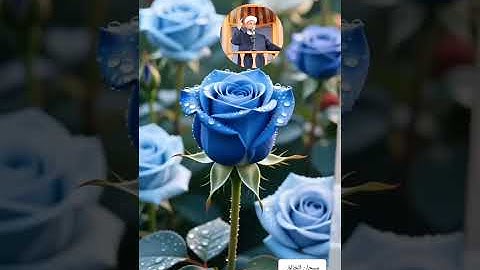 عالم الهدوء والراحة النفسية مع القارىء أحمد الشافعي بن إبراهيم الدمشقي سورة المائدة ص١٢٦