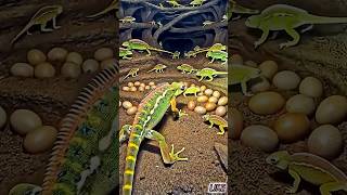 👉 "Tiny Lizard POV 😱 Mini Camera Adventure | World Through a Reptile’s Eyes!#sorts #wildlife#animals