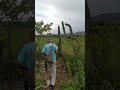 EM BUSCA DOS OVOS DA GALINHA DOURADA,PRA COMER COM CUSCUI🌵🌵🏜️🏜️#nordeste #toada #viral #fypシ