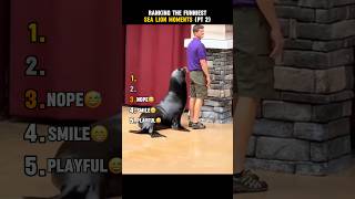 Ranking the funniest Sea Lion Moments 🤣 #funny #hilarious