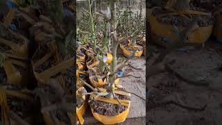 hàng mới về ae oi #bonsai #maivangtiengiang #caycanh #maivangcothu