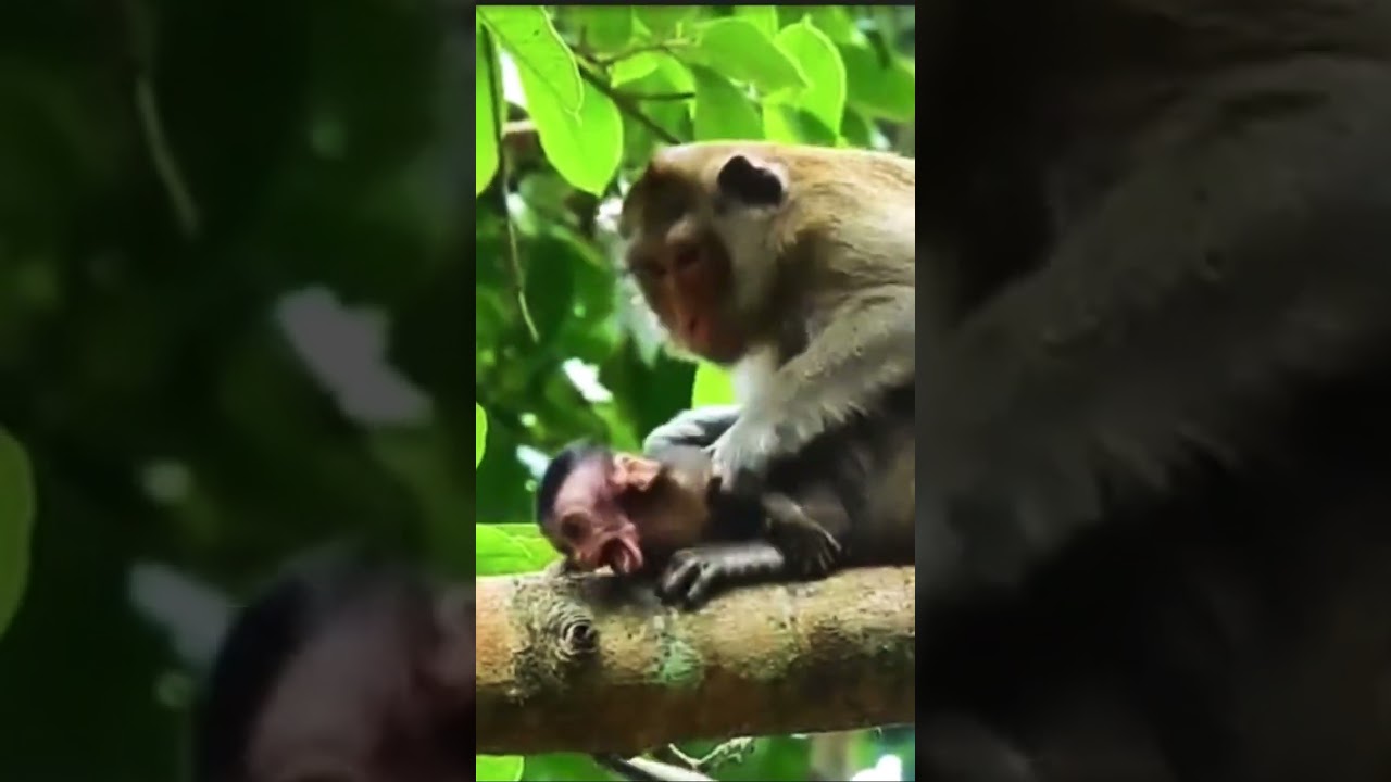 Alba was beaten by her mother in a tall tree.