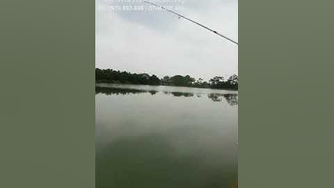 Mồi câu Trắm Đen SUNKISS B52 Siêu Vip, quấn ổ