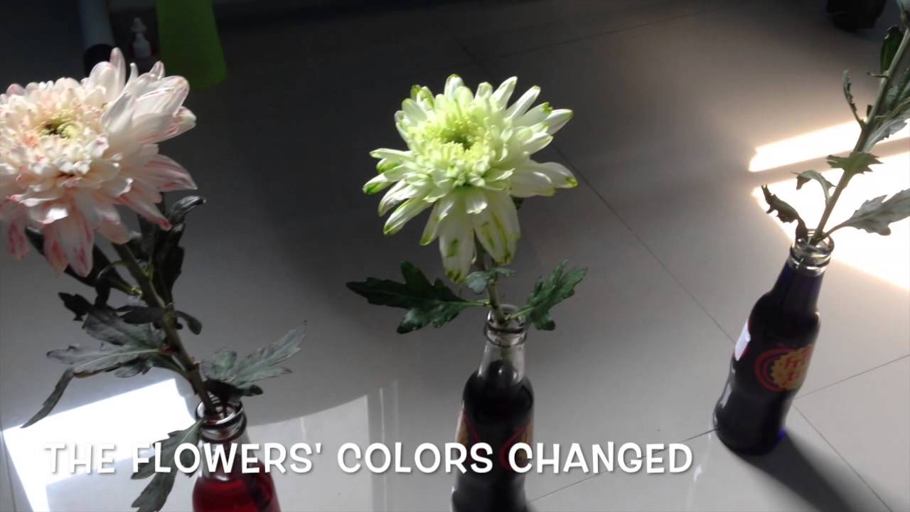 KBSTEM2015 - KEEP CUT FLOWERS FRESH - YouTube