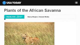 Plants Of The African Savannah