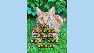 Отправь другу пусть тоже улыбнётся ☺️#котики #кот