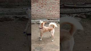 shera against Monkey  #dogs #animals #shorts #streetdog