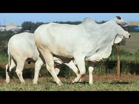 LOTE 96 JOLE 1604,OURO 3022