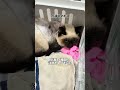 【オタクの保護猫動画】保護した子猫がご飯を食べなくなりました #子ネコ #猫 #保護猫 #ねこのいる生活 #猫のいる暮らし #猫動画 #保護猫のもこ #保護猫のモコ
