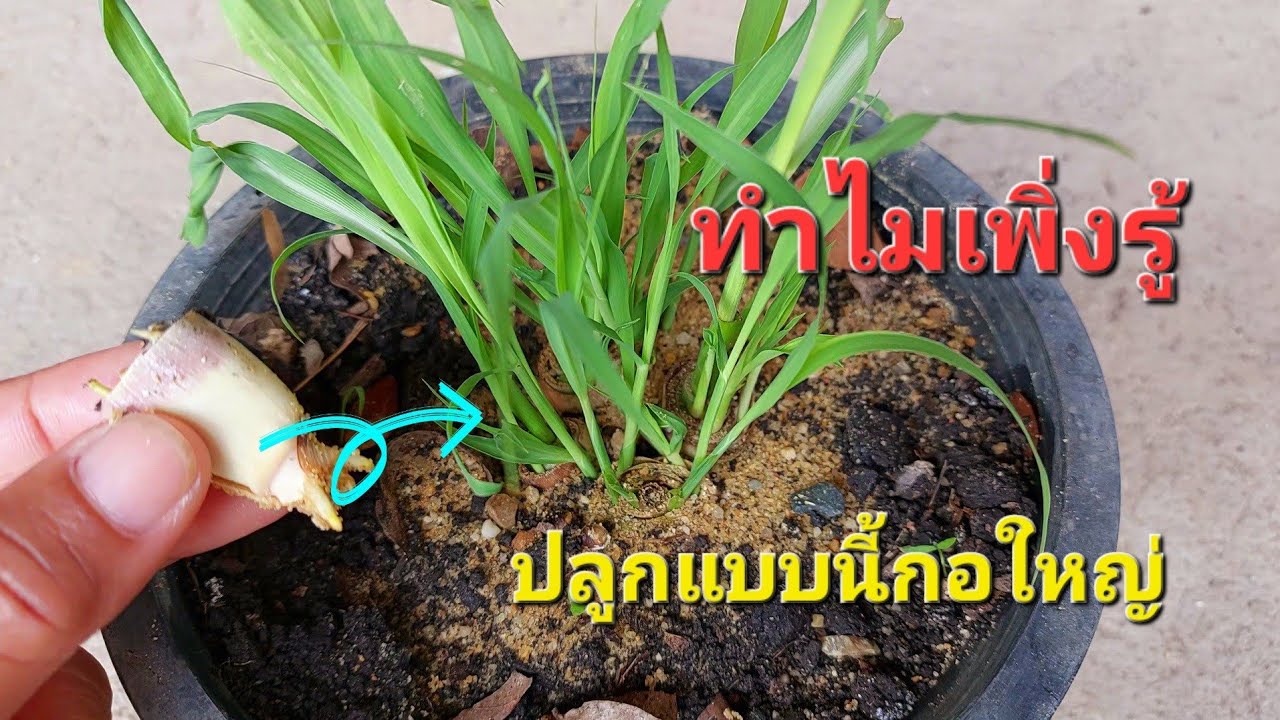 หลงปลูกผิดมาทั้งชีวิต ปลูกตะใคร้ให้กอใหญ่ตั้งแต่เริ่ม ทำแค่ขั้นตอนเดียวรอดชัวร์ ง่ายกว่าที่คิด