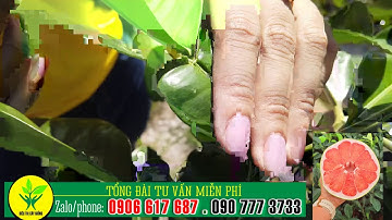 Cách nhận biết Bưởi Ruby và bưởi da xanh khác nhau thế nào -