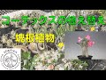 コーデックスの植え替え 1