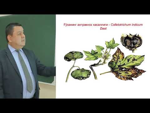 Video: Oleander o'simliklarining zararkunandalariga qarshi nima qilish kerak - Oleanderdagi hasharotlardan qanday qutulish kerak
