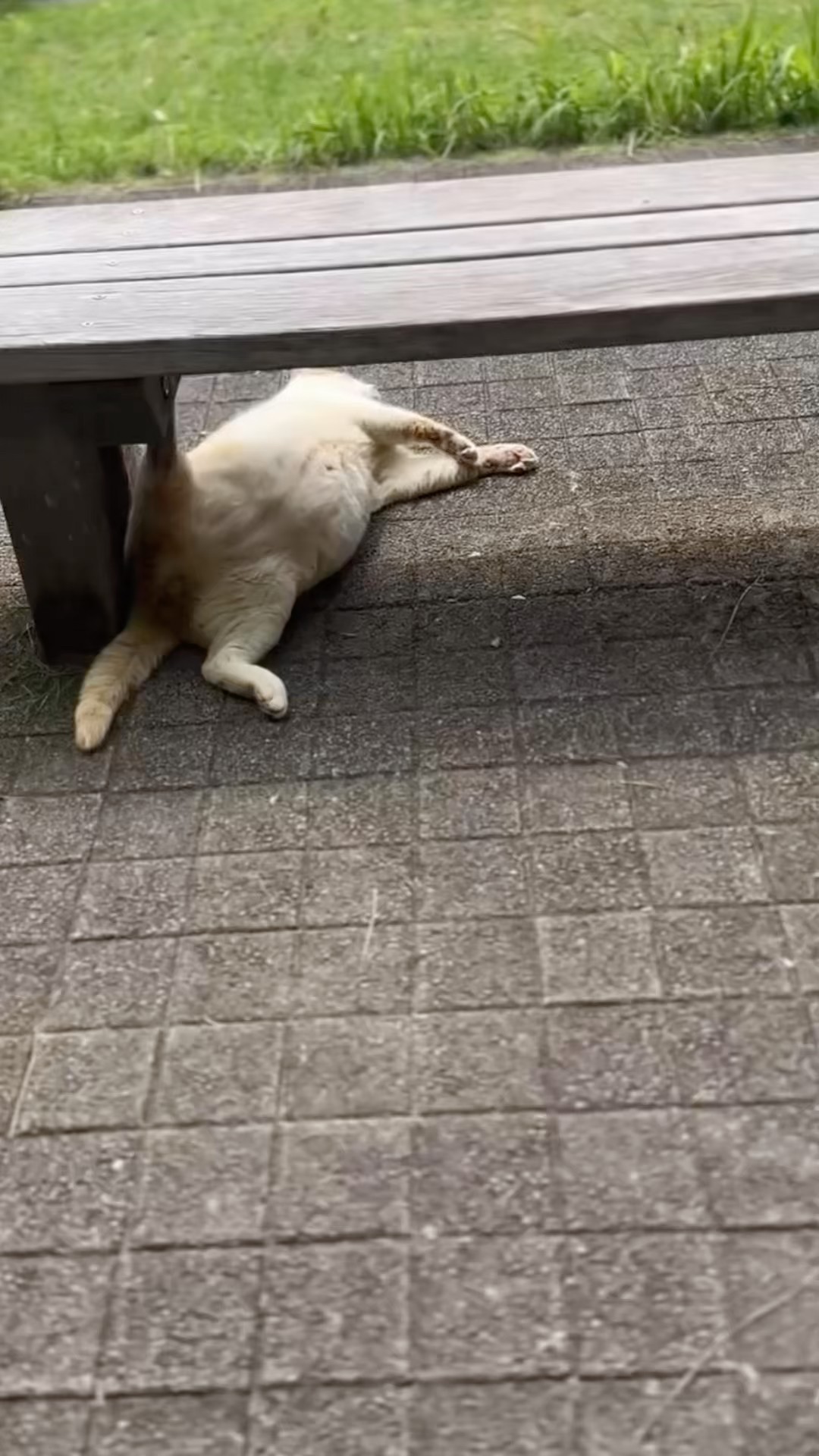 What the heck?] #cat #cats #napping #comedy #shorts #cute