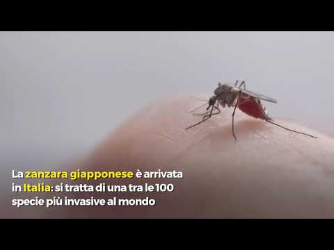 Video: Quale zanzara trasmette la filaria?