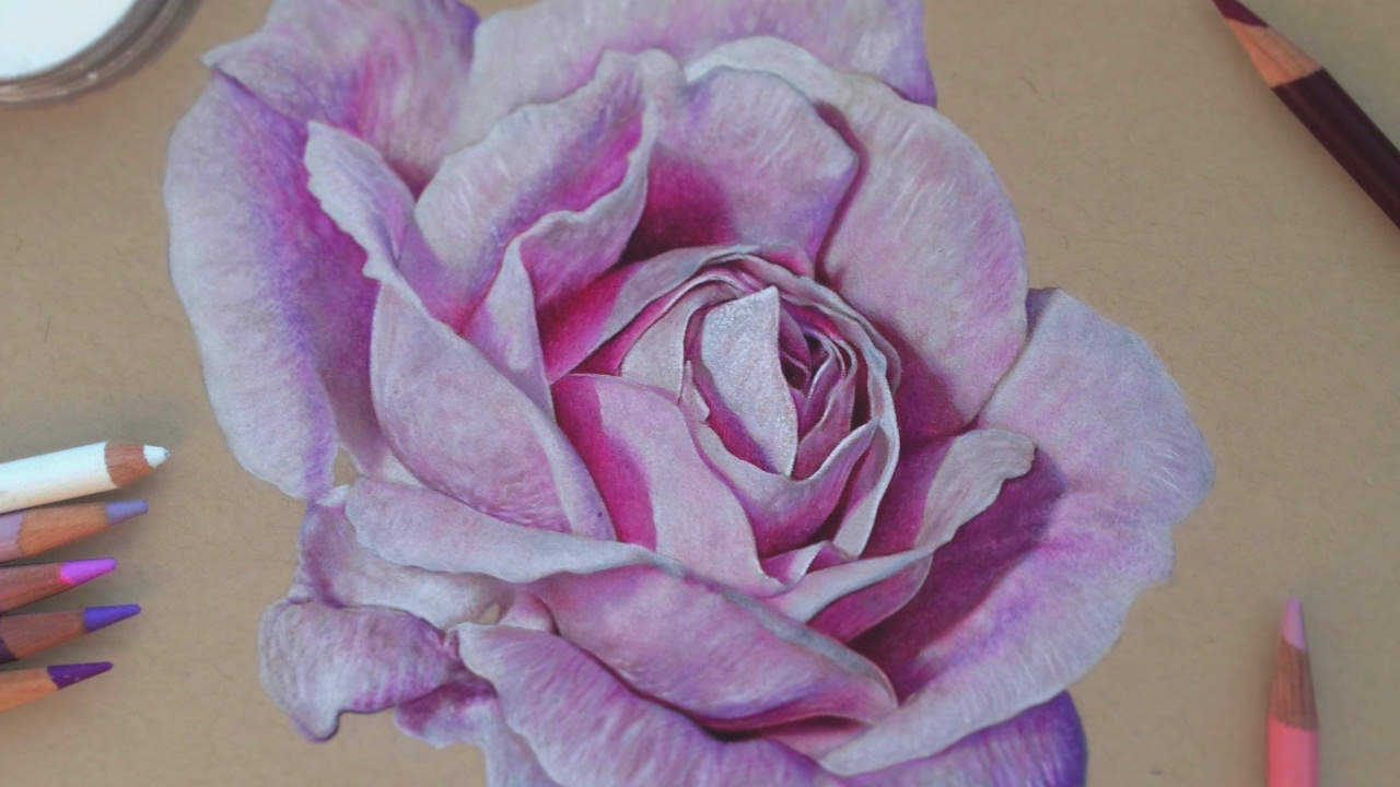 Rose Drawing With Colour