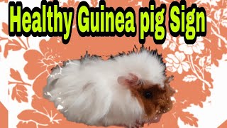 The Best sign Shows Your Guinea pig is Healthy (مهم ترین نشونه سلامت خوکچه هندی)