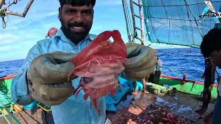 Amazing Automatic Longline Fishing Net Catch Giant Fish @KadalTv