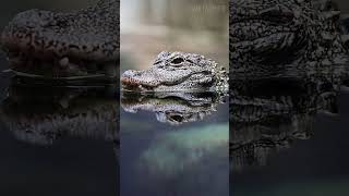 Аллигатор: Чем Он Отличается От Крокодила 😉 #Природа #Животные #Аллигатор